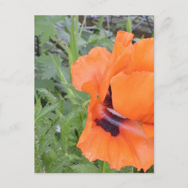 Postal Notecard (Anverso)