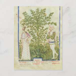 Postal Nov Acq Lat Celery, de 'Tacuinum Sanitatis'