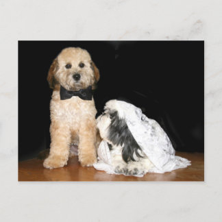 Postal Novia canina y novio