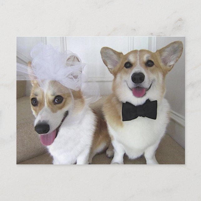 POSTAL NOVIA Y NOVIO DEL CORGI GALÉS (Anverso)