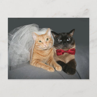 Postal Novia y novio felino