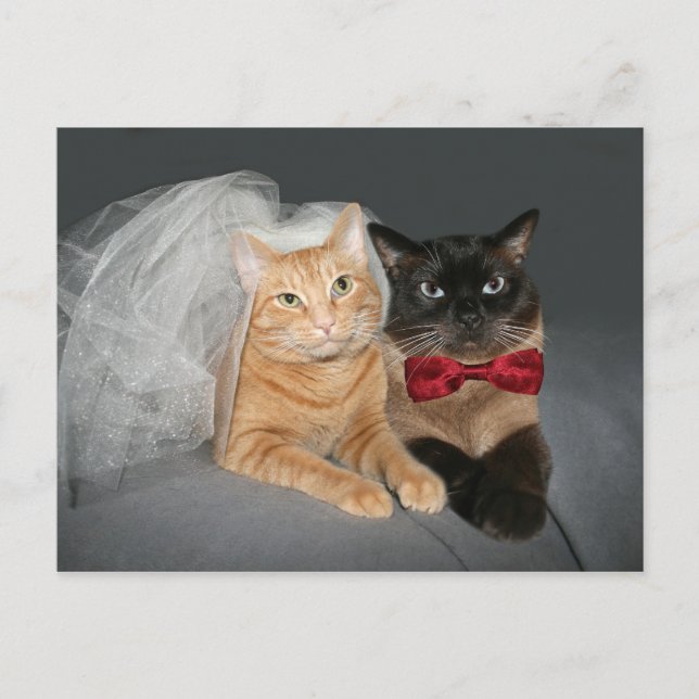 Postal Novia y novio felino (Anverso)