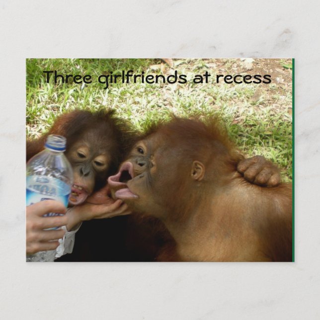 Postal Novias de Orangutan en el Receso (Anverso)