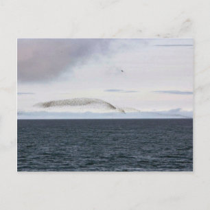 Postal Nube de Auklet, isla de Kasatochi