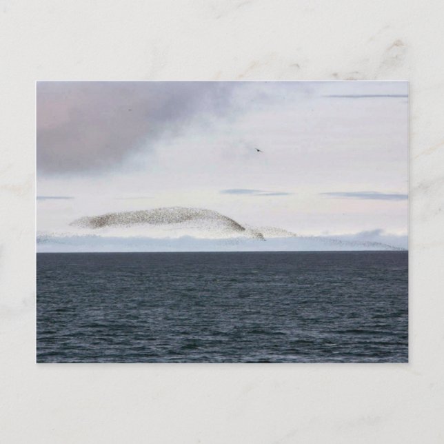 Postal Nube de Auklet, isla de Kasatochi (Anverso)