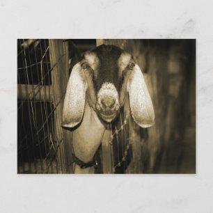 Postal Nubian doe sepia cabeza al salir de la puerta