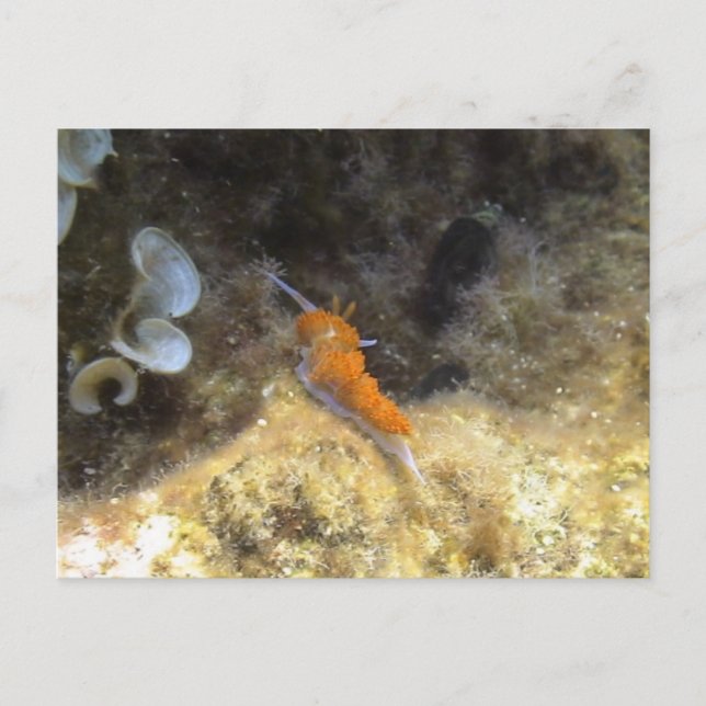 Postal Nudibranch (Anverso)