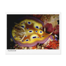 Nudibranquio