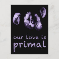 nuestro amor es primordial : besando chimpancés