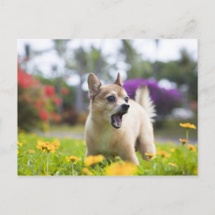 Postal Nuestro mascota kekai. Es medio pomerano y medio