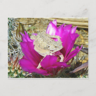 Postal Nuestro patio trasero de Cacti florece con un laga