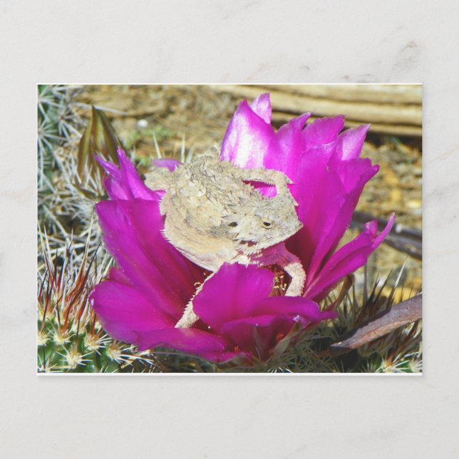 Postal Nuestro patio trasero de Cacti florece con un laga (Anverso)