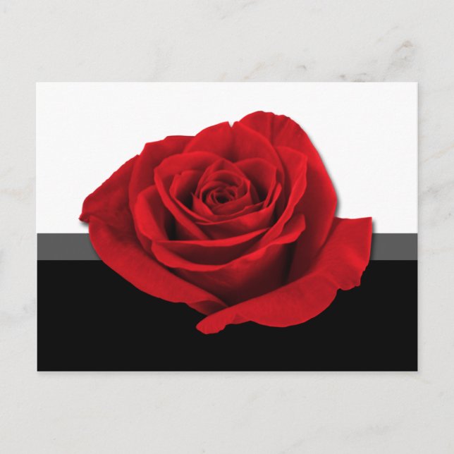 Postal Nuestro Rosa de amor ~ postcard (Anverso)