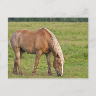 Postal Nueva Brunswick, Canadá. Caballo en el campo.