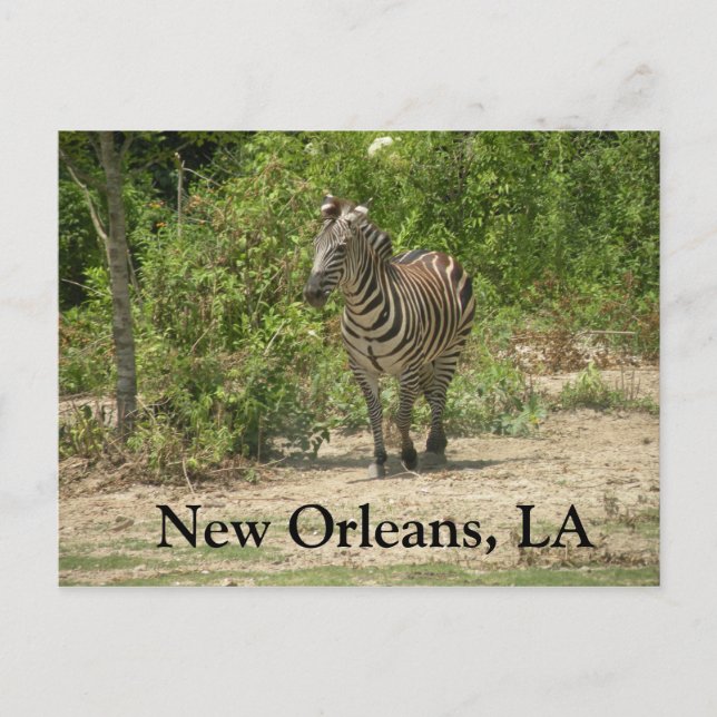 Postal Nueva Orleans, LA Postcard (Anverso)