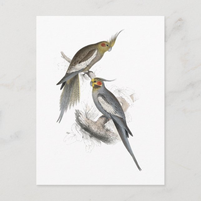 Postal Nueva parrilla holandesa por Edward Lear (Anverso)