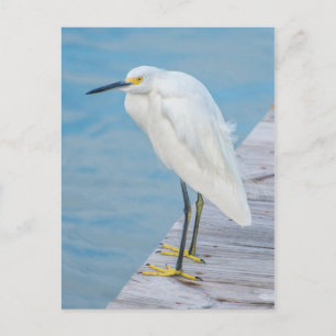 Postal Nueva playa de Smyrna, Snowy Egret en el muelle