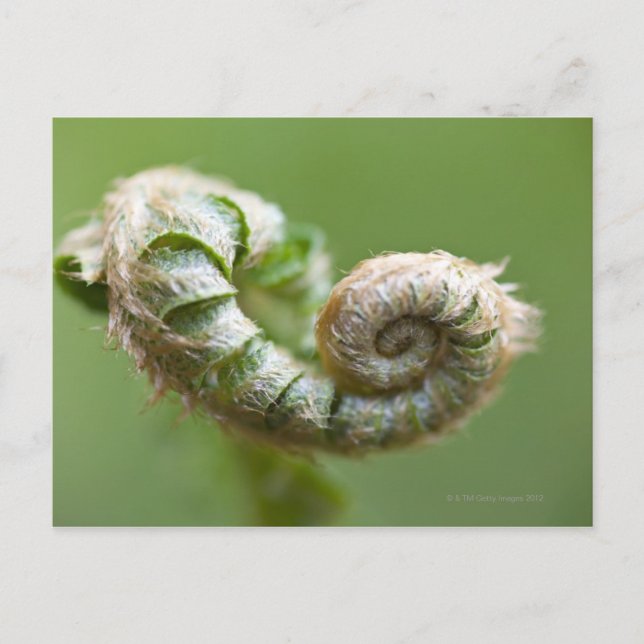 Postal Nueva rama de fern (Anverso)