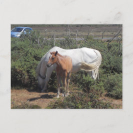 Postal Nueva yegua forestal y capilla