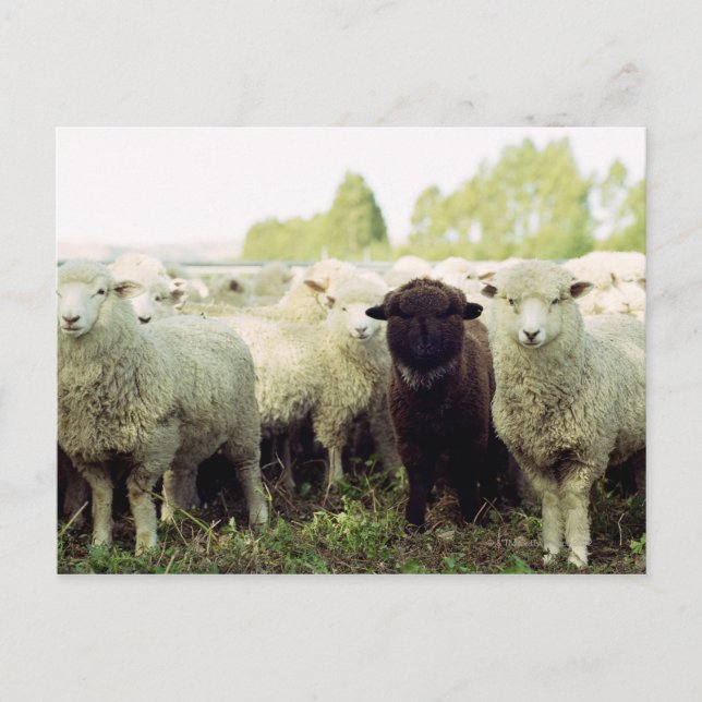 Postal Nueva Zelanda (Anverso)