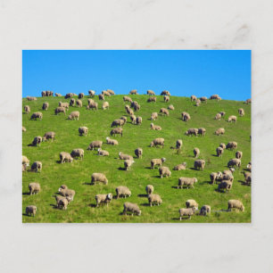 Postal Nueva Zelanda, Isla del Sur, Canterbury