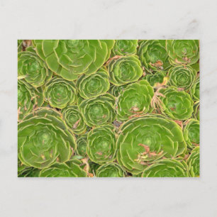 Postal Nueva Zelanda, Isla del Sur. Suculento.