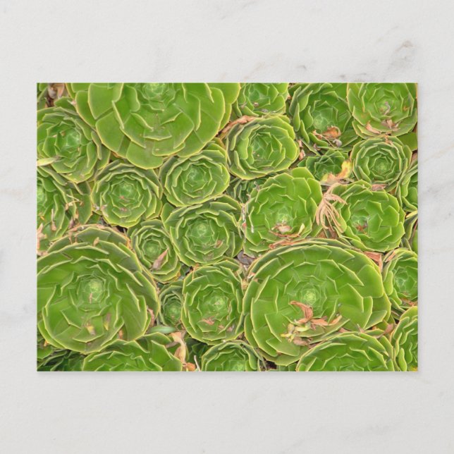 Postal Nueva Zelanda, Isla del Sur. Suculento. (Anverso)