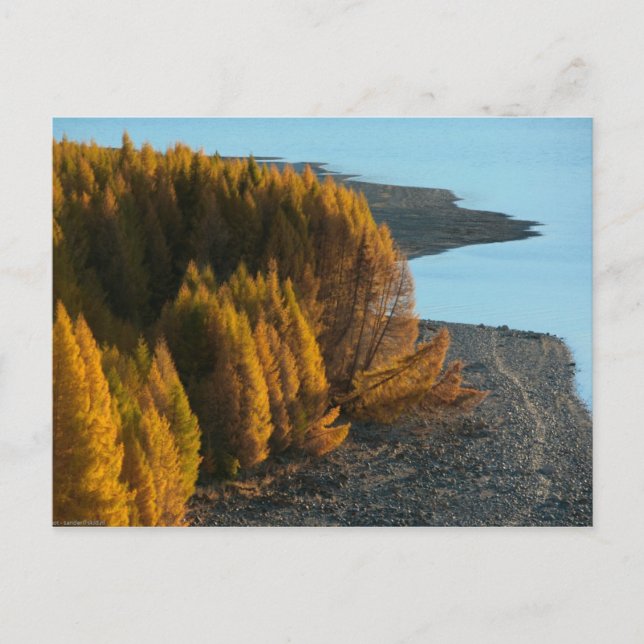 Postal Nueva Zelanda - Sander-koot (Anverso)