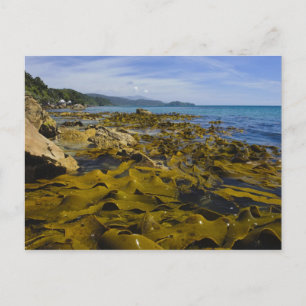 Postal Nueva Zelanda, Southland, Isla Stewart. Kelp