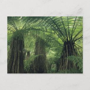 Postal Nueva Zelandia, Haast Valley, Westland, Soft Tree