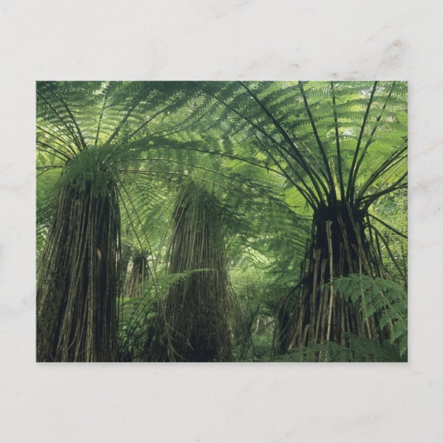 Postal Nueva Zelandia, Haast Valley, Westland, Soft Tree (Anverso)