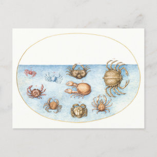 Postal Nueve cangrejos Ilustracion vintage