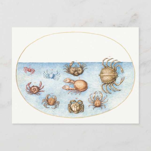 Postal Nueve cangrejos Ilustracion vintage (Anverso)