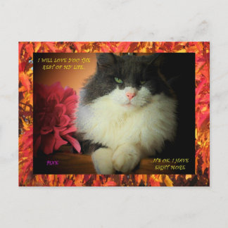 Postal Nueve vidas gatitos con borde de hojas de otoño