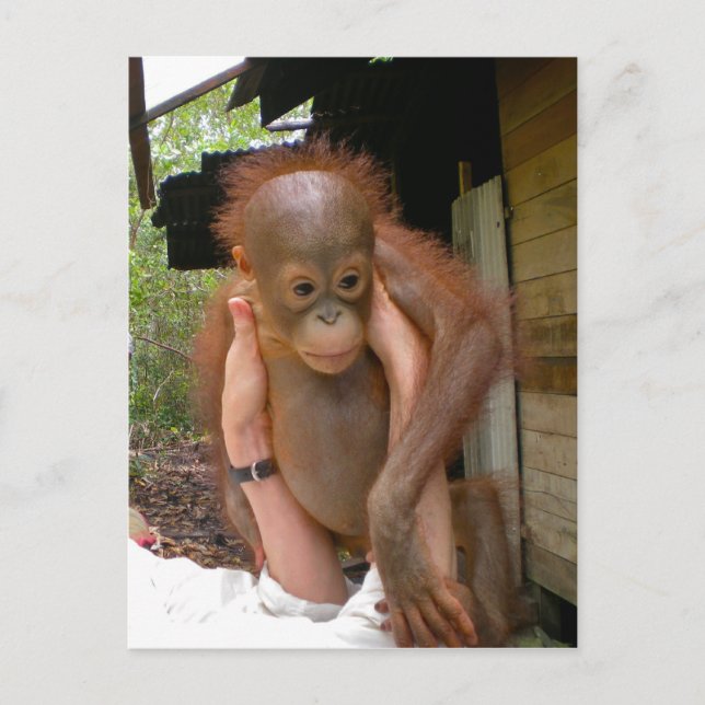 Postal Nuevo bebé dulce Orangutan (Anverso)