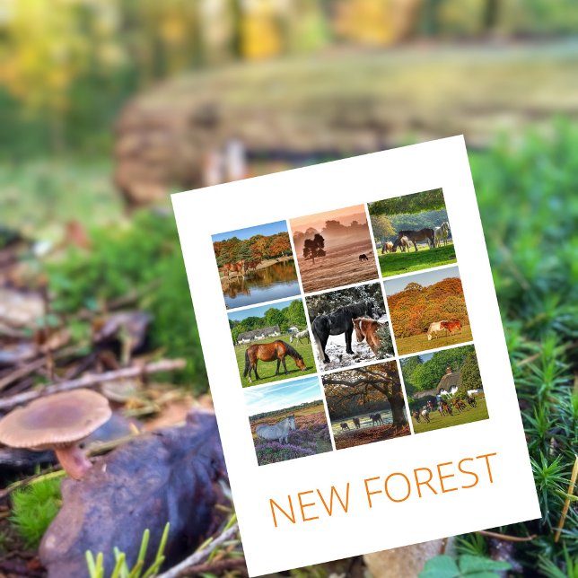 Postal Nuevo bosque (Subido por el creador)
