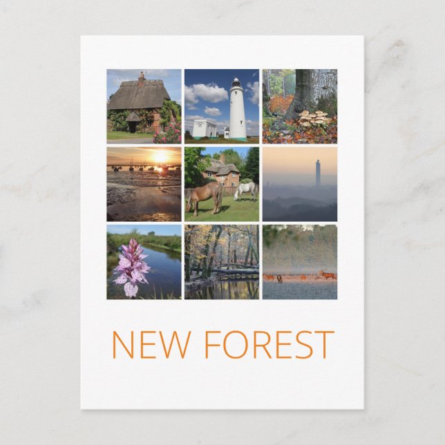 Postal Nuevo bosque (Anverso)