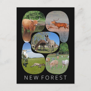Postal Nuevo bosque
