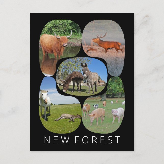 Postal Nuevo bosque (Anverso)
