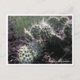 Postal Nuevo Cactus mexicano