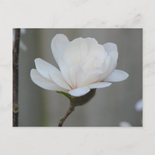 Postal Nuevo centenario de Magnolia