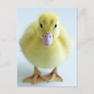 Postal Nuevo Duckling