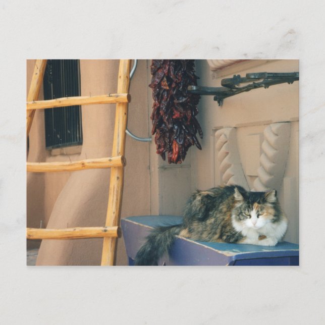 Postal Nuevo gato de México (Anverso)