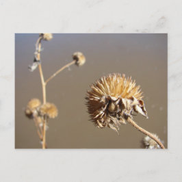 Postal Nuevo México florece el invierno