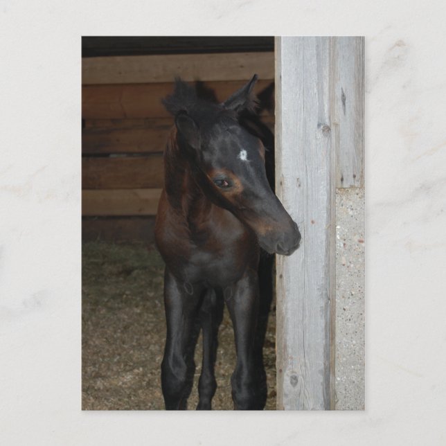 Postal Nuevo Poni/Caballo (Anverso)