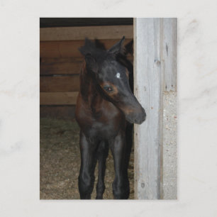 Postal Nuevo Pony/Caballo