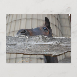 Postal Nuevo Pony/Caballo