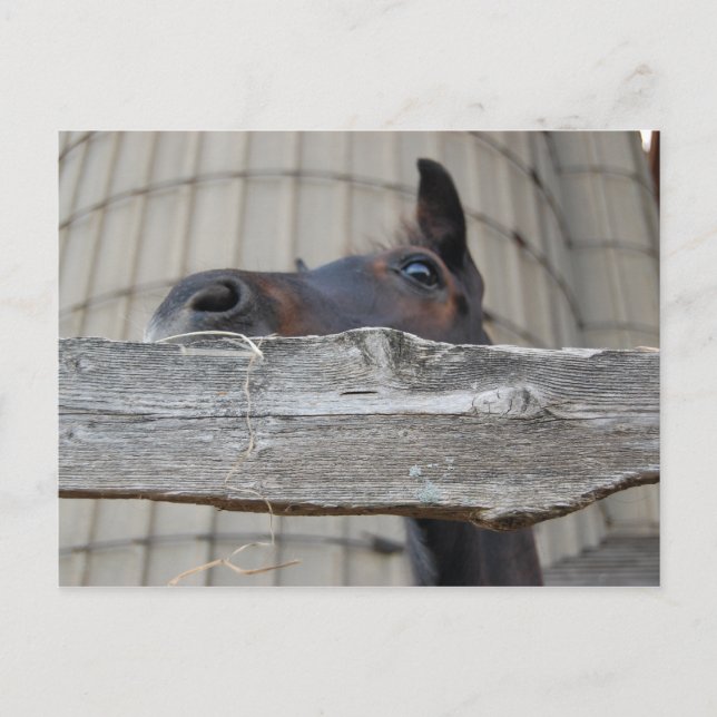 Postal Nuevo Pony/Caballo (Anverso)