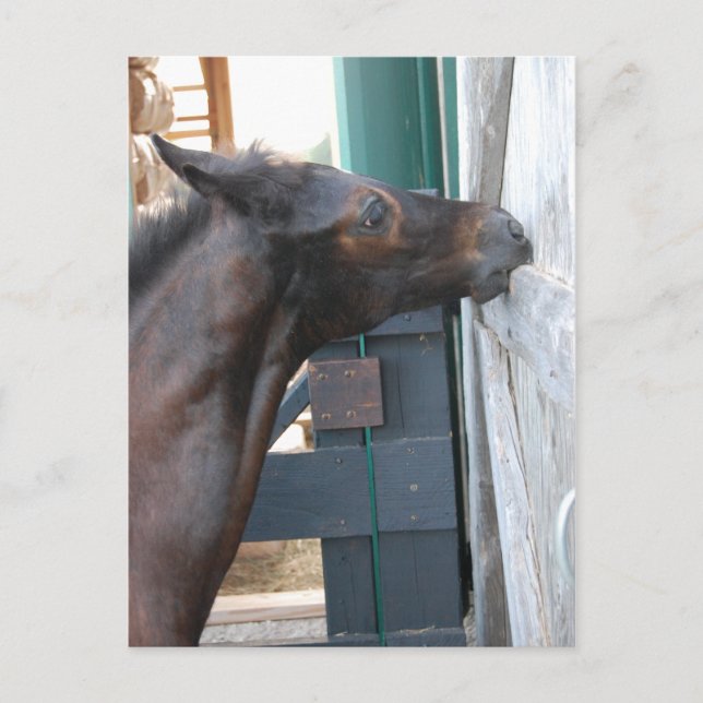 Postal Nuevo Pony/Caballo (Anverso)
