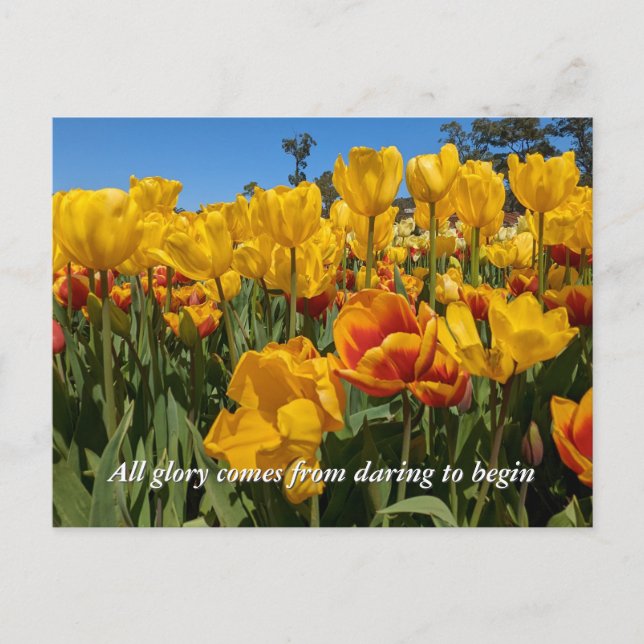 Postal Nuevos Comienzos Flores de Tulipán Amarillo de Pri (Anverso)